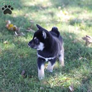 Dash, Shiba Inu Puppy